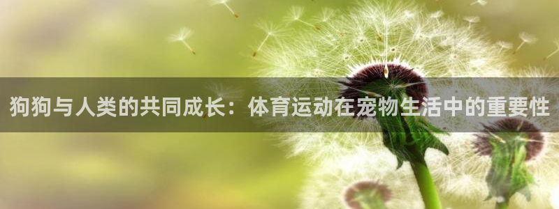 雷鸟体育官网入口：狗狗与人类的共同成长：体育运动在宠物生活中的重要性